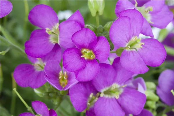 Arabis caucasica KaukasusGänsekresse