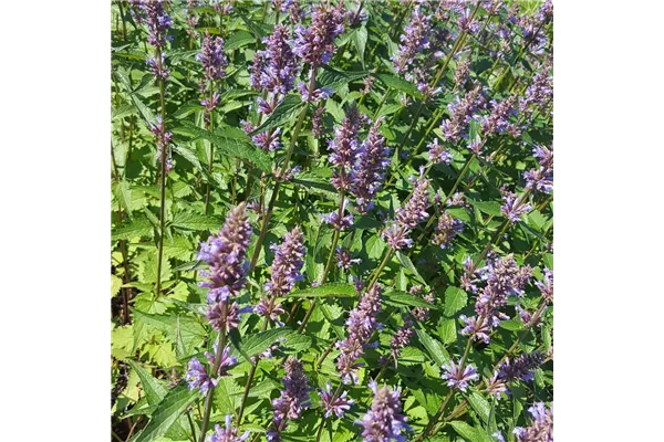Garten-Duftnessel 'Purple Haze'