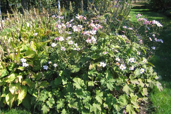 Filzige Garten-Herbst-Anemone 'Robustissima'