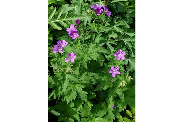 Garten-Storchschnabel 'Birch Lilac'