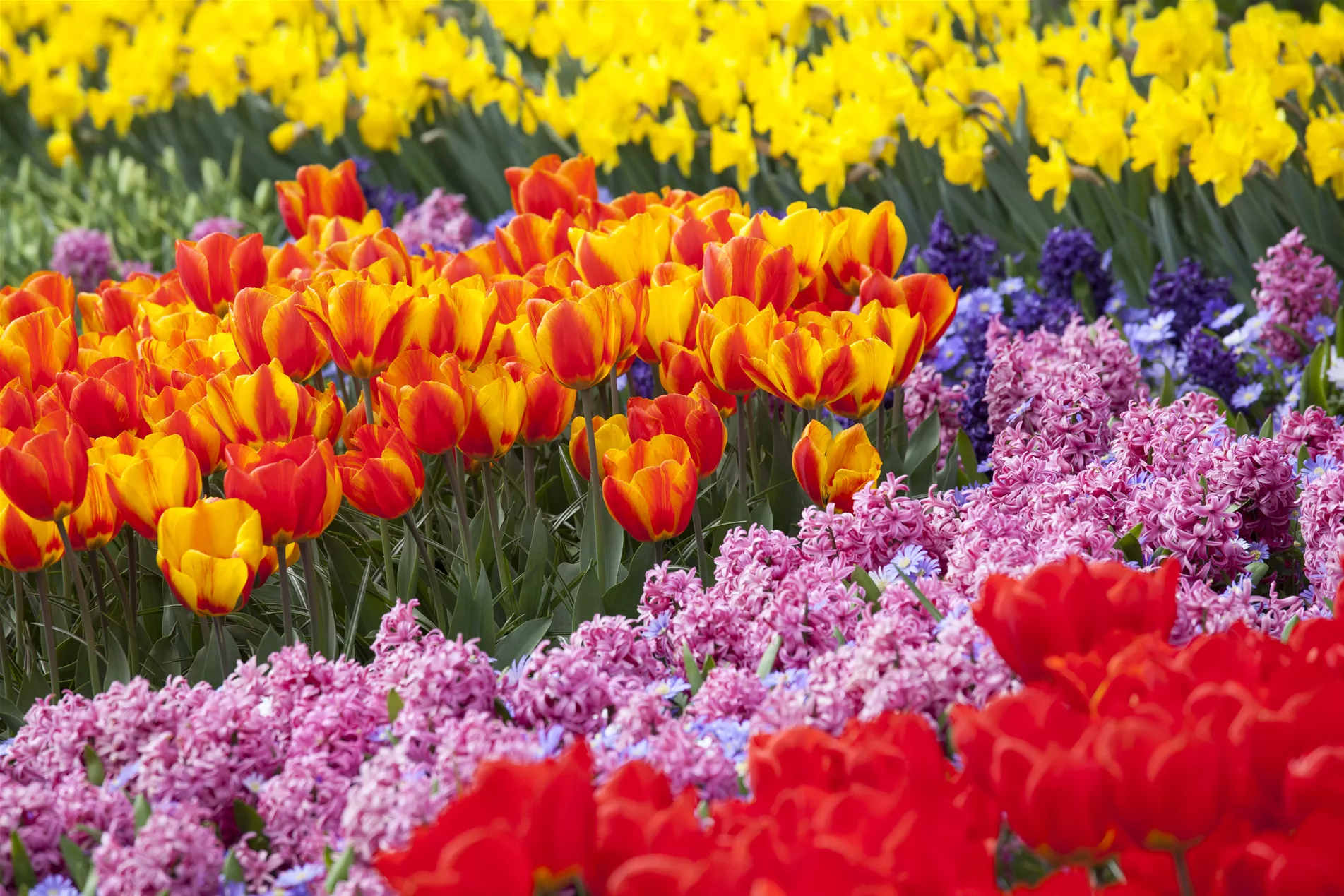 Bamberger Staudengarten Strobler größte Staudengärtnerei in Bayern