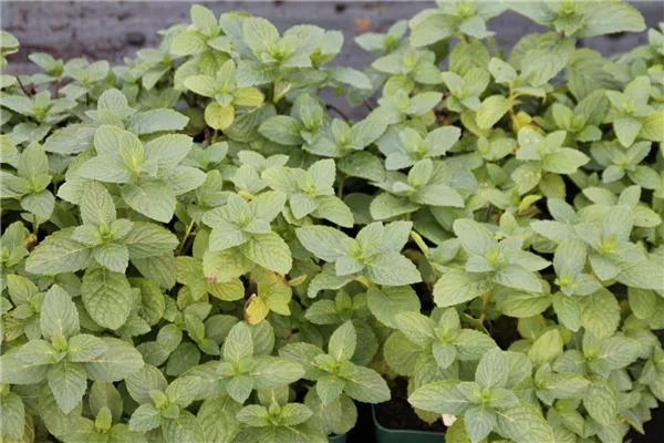 Mentha suaveolens 'Bowles Apfelminze', GartenApfelMinze Bamberger