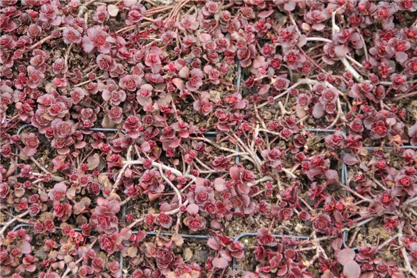 10 Stück Sedum spurium Schorbuser Blut winterharte rotes Fettblatt Bodendecker 