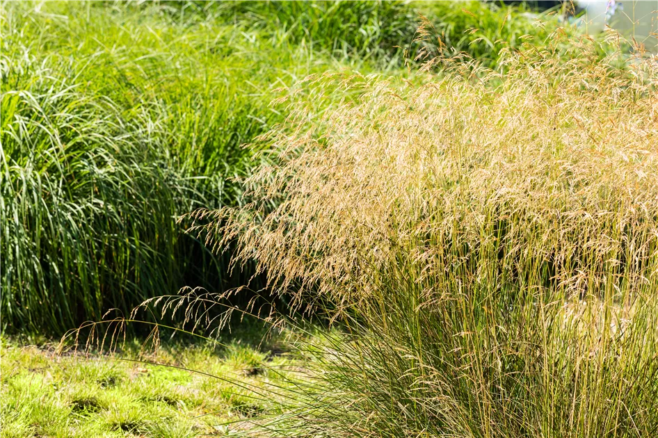 Deschampsia cespitosa