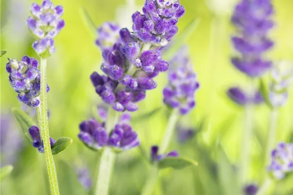 Provence-Garten-Lavendel 'Essence Purple'