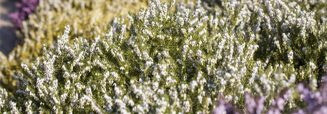 Bamberger Staudengarten Strobler größte Staudengärtnerei in Bayern