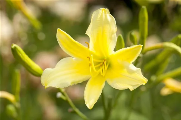 Garten-Taglilie 'Lemon Bells'
