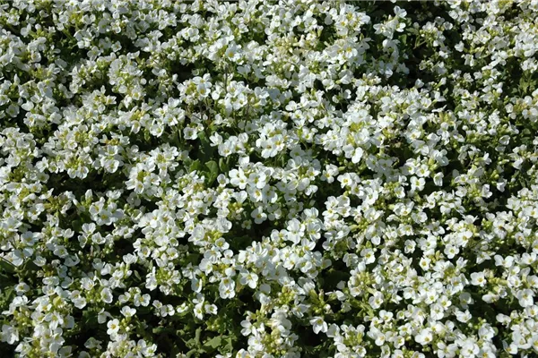 Arabis caucasica 'Schneehaube', GartenGänsekresse 'Schneehaube