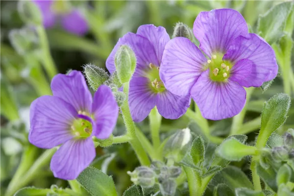 Aubrieta Hybr.'Hürth', GartenBlaukissen 'Hürth' Bamberger