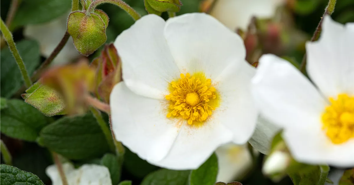 Cistus x obtusifolius, Zistrose Bamberger Staudengarten Strobler