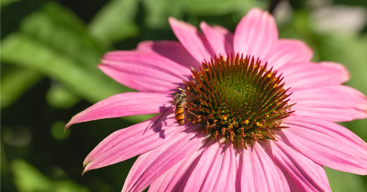 Echinacea purpurea 'Kim's Knee High R', GartenScheinsonnenhut 'Kim´s Knee High' Bamberger