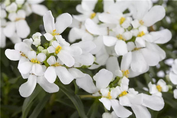 Immergrüne Garten-Schleifenblume 'Schneeflocke'