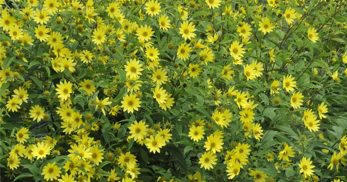 Helianthus microcephalus, Kleinblumige StaudenSonnenblume Bamberger