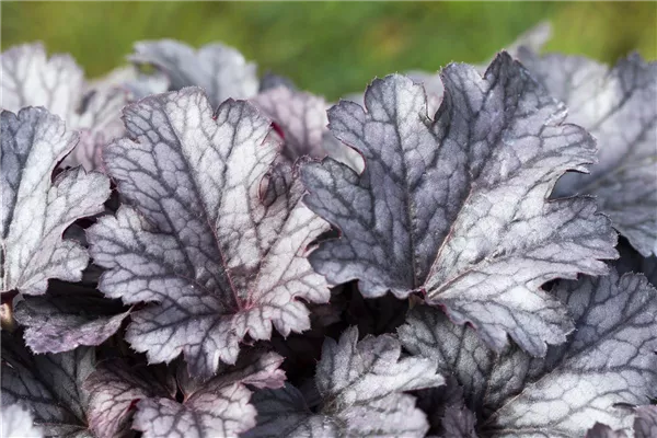 Heuchera plum pudding discount