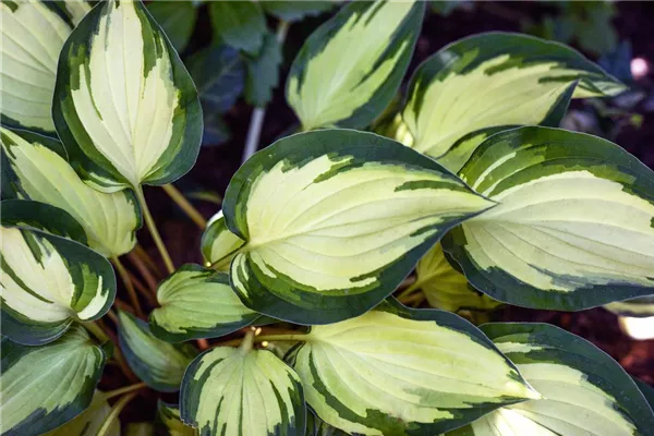 Hosta X Fortunei Fire And Ice Dreifarbige Garten Funkie Fire And Ice Bamberger Staudengarten Strobler