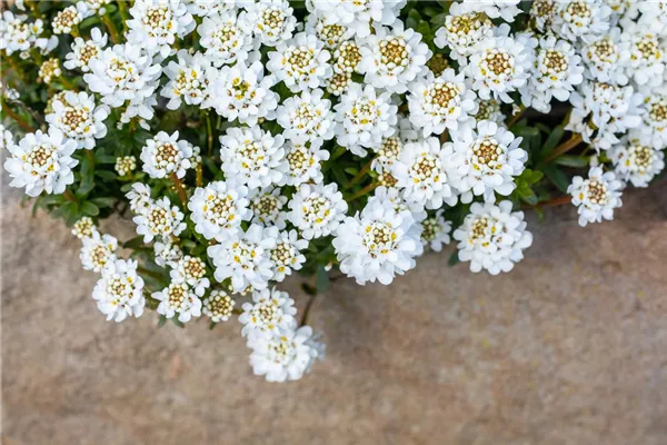 Iberis sempervirens 'Zwergschneeflocke', Immergrüne Garten