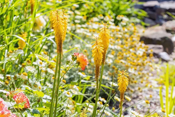 Kniphofia citrina, Gelbblühende Fackellilie Bamberger Staudengarten