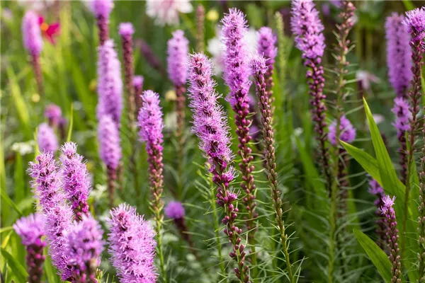 Ährige Garten-Prachtscharte 'Floristan Violett'