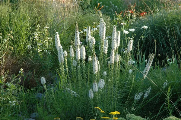 Ährige Garten-Prachtscharte 'Floristan Weiß'
