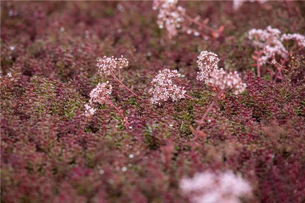 Sedum album 'Murale', Garten-Rotmoos-Mauerpfeffer 'Murale' - Bamberger  Staudengarten Strobler