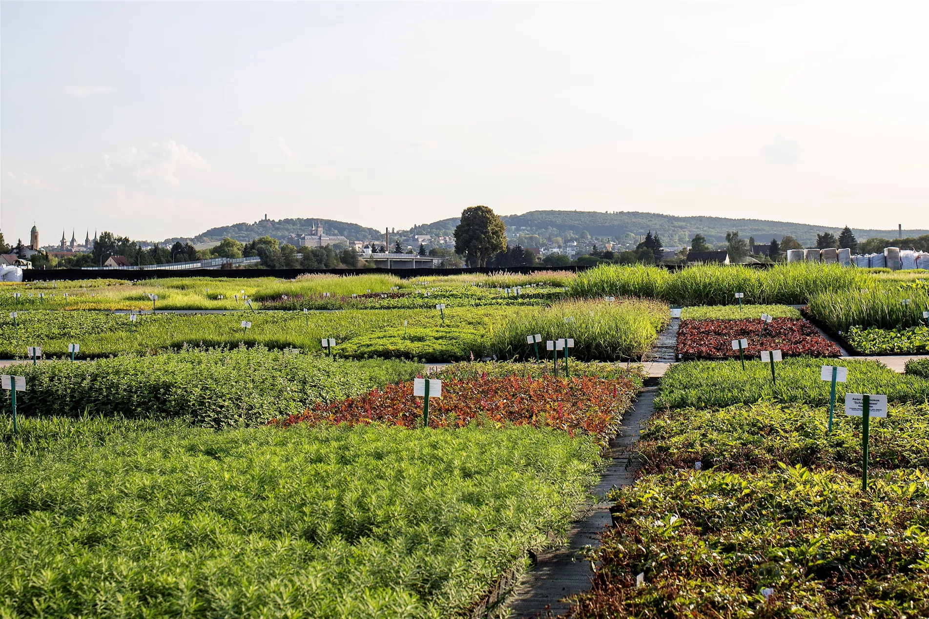 Wunderschne Bamberger Staudengarten Shop Bilder
