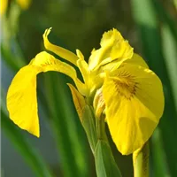 Iris pseudacorus.JPG