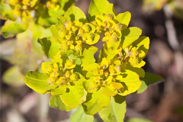Euphorbia epithymoides 'Purpurea' (polychroma), Braunrotblättrige