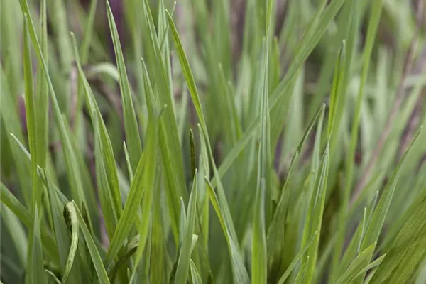 Briza media 'Limouzi', GartenZittergras 'Limouzi' Bamberger