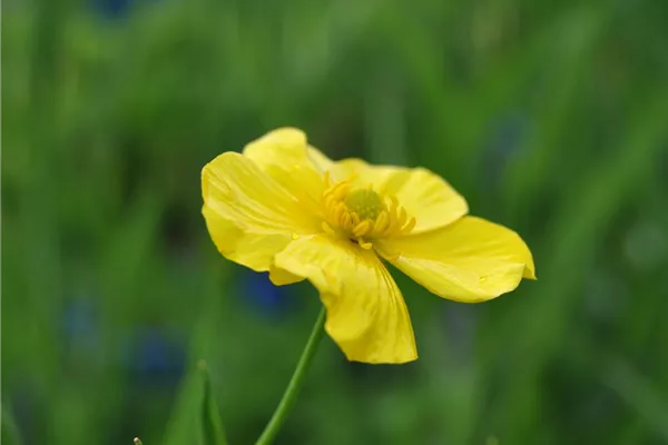 Ranunculus lingua, ZungenHahnenfuß Bamberger Staudengarten Strobler