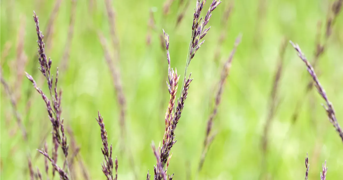 Molinia caerulea 'Edith Dudszus', GartenPfeifengras Bamberger