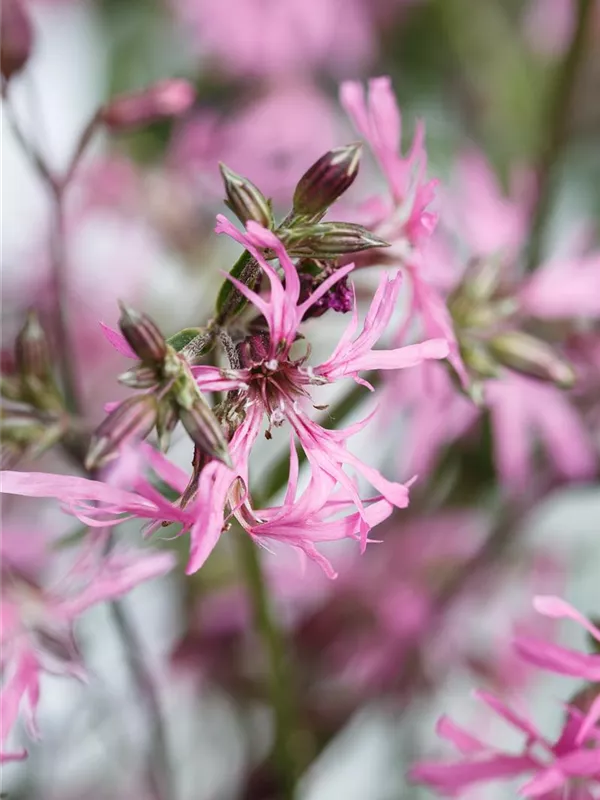 Blumixx Stauden Lychnis flos-cuculi Kuckucks-Lichtnelke Blumixx Stauden Lychnis flos-cuculi Kuckucks-Lichtnelke