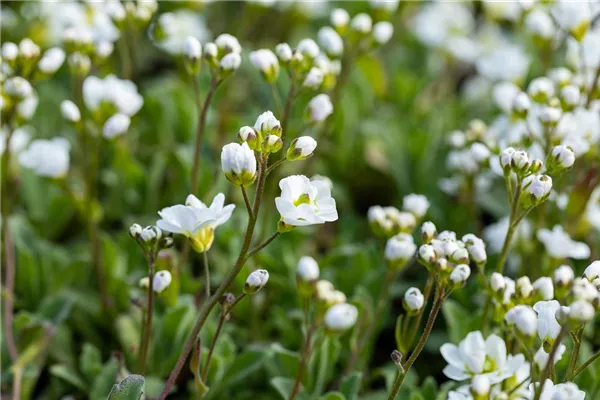 Garten-Gänsekresse 'Plena'