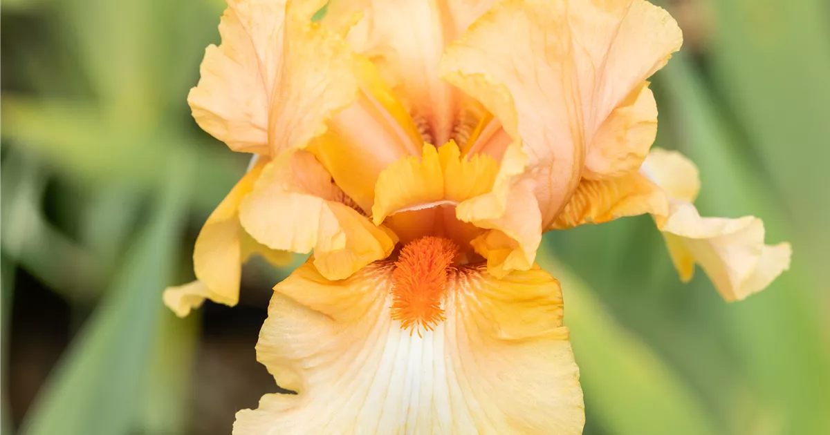 Iris x Barb.elat.'Orange Harvest', Hohe BartIris 'Orange Harvest