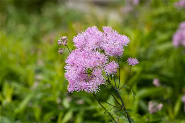 Thalictrum rochebruneanum 'Elin' Bamberger Staudengarten Strobler