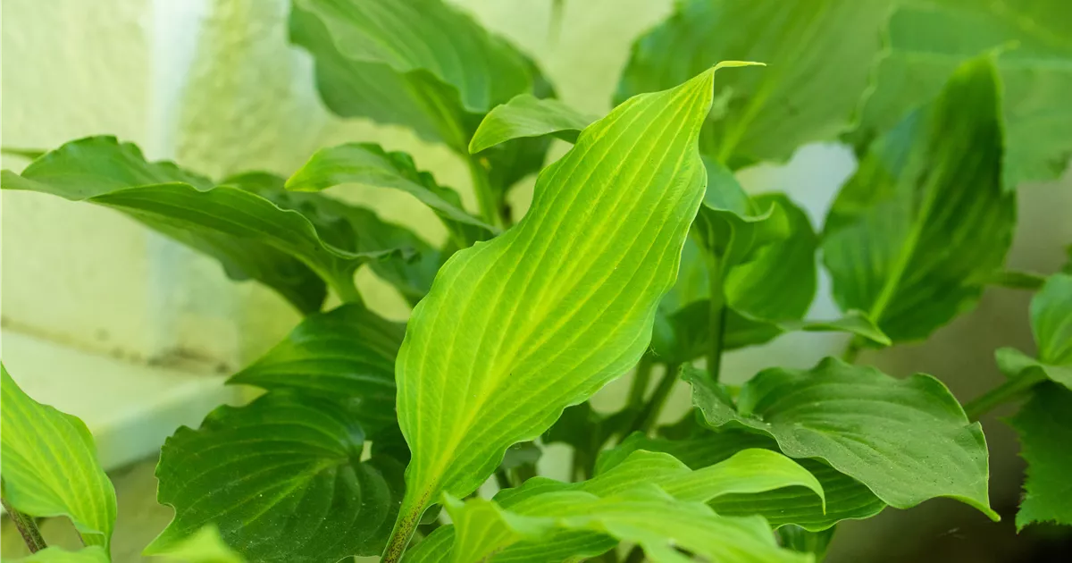 Hosta hybr. 'Green Bag', LanzenFunkie 'Green Bag' Bamberger