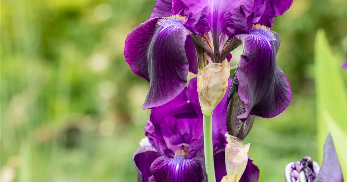 Iris x barb.elat.'Sable', Hohe Bartiris 'Sable' Bamberger