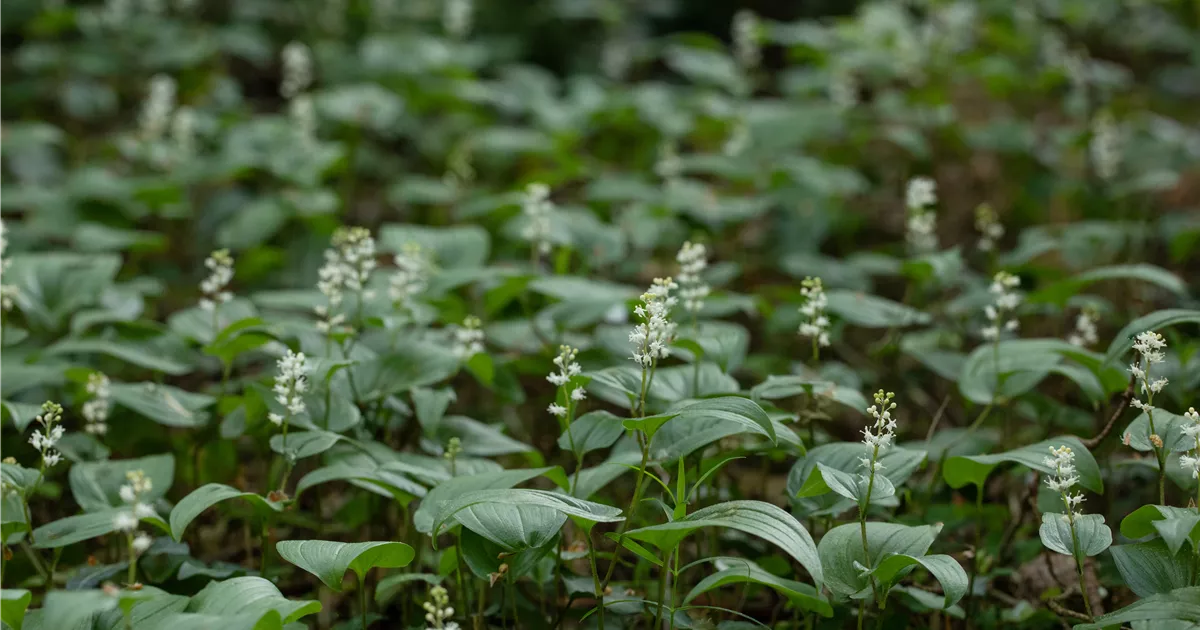 Maianthemum racemosum (Smilacina), Schattenblümchen - Bamberger ...