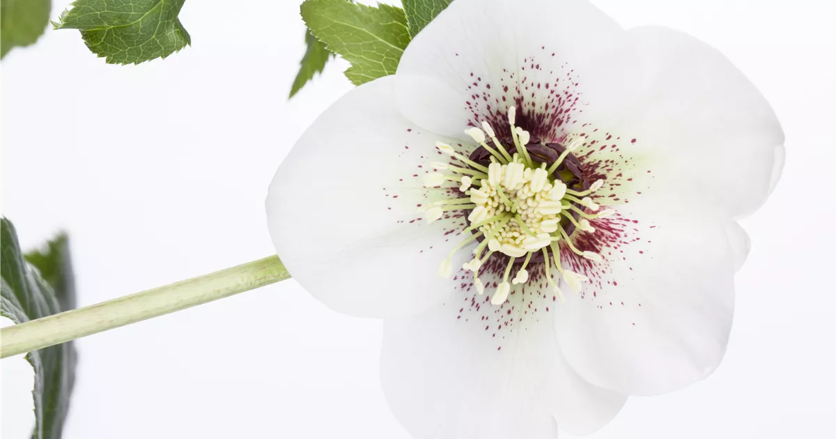 Helleborus x orientalis, weiß, GartenLenzrose Bamberger