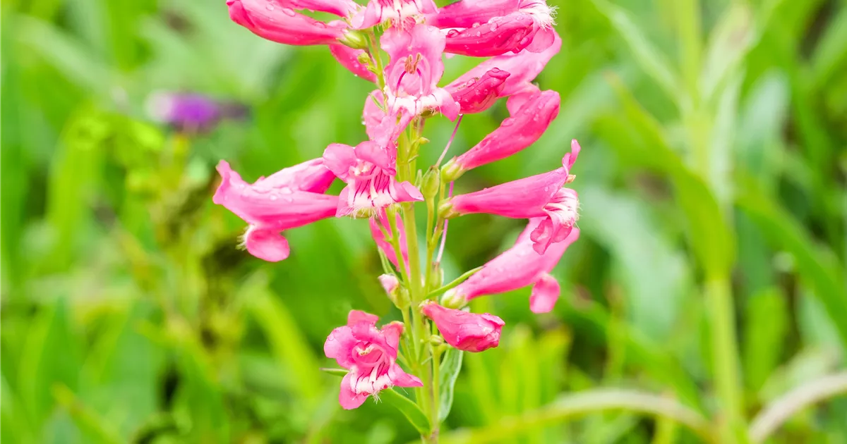 Penstemon barbatus 'Praecox Nanus Rondo' Bamberger Staudengarten Strobler