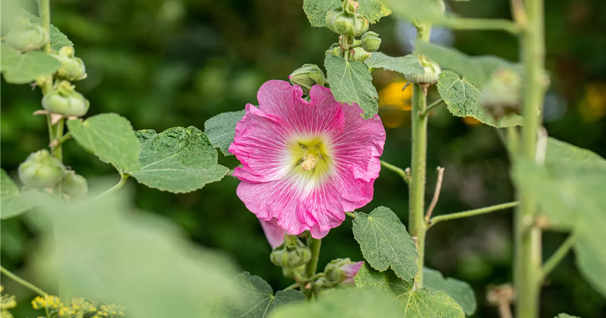 Alcea rosea Spotlight-Series 'Radiant Rose' - Bamberger Staudengarten ...