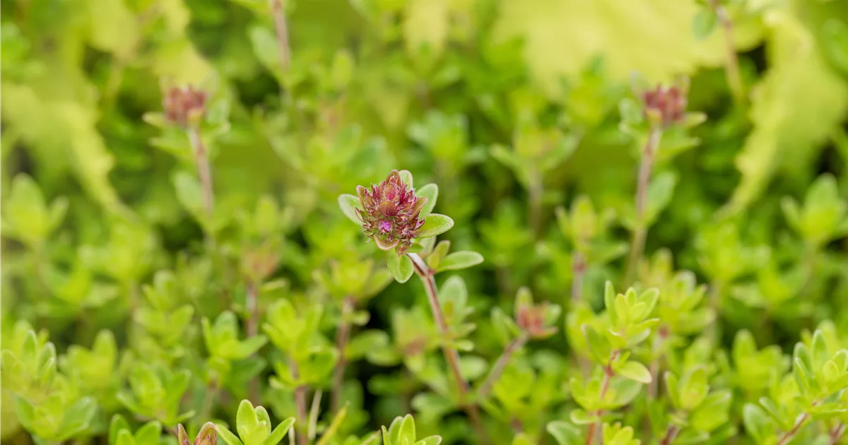 Thymus x citriodorus 'Bertram Anderson' Bamberger Staudengarten Strobler