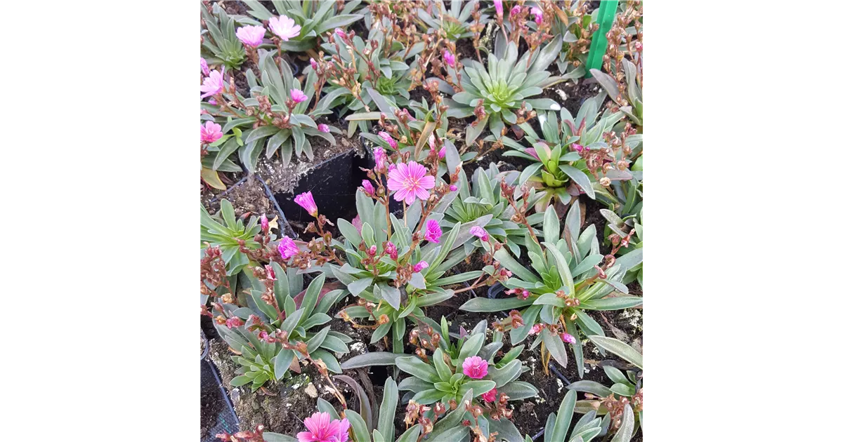 Lewisia x cotyledon 'Little Raspberry', Garten-Bitterwurz - Bamberger ...