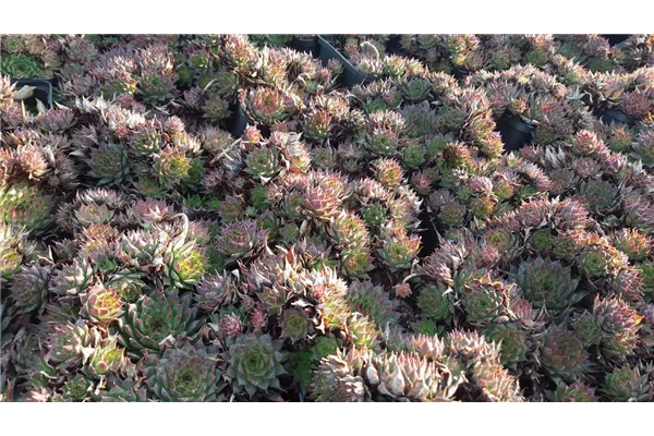 Hauswurz 'Mahagoni'