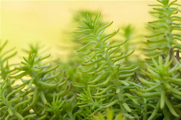Nickendes Garten-Fettblatt