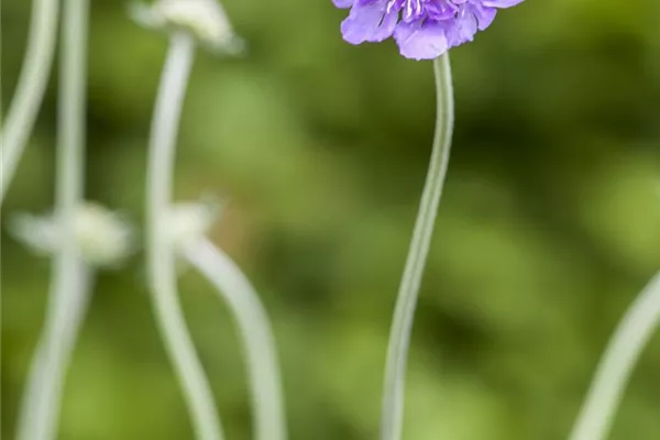 Garten-Tauben-Skabiose 'Butterfly Blue'
