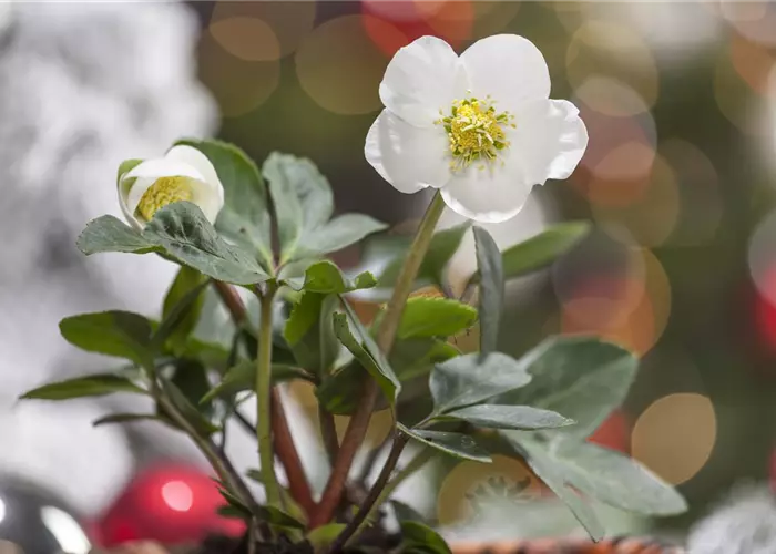 Helleborus niger