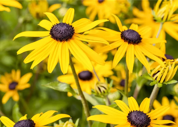 Rudbeckia missouriensis