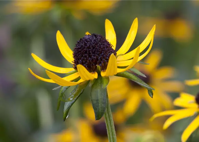 Rudbeckia fulgida 'Little Gold Star'