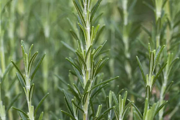 Garten-Rosmarin 'Arp'
