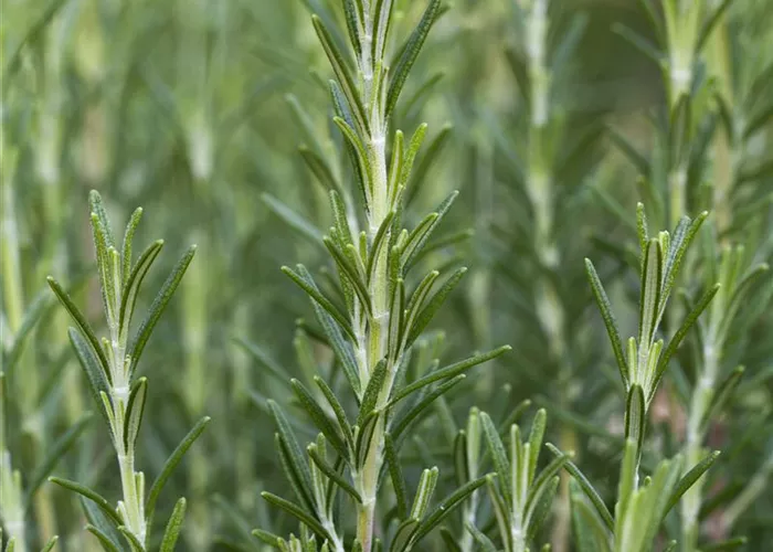 Rosmarinus officinalis 'Arp' #